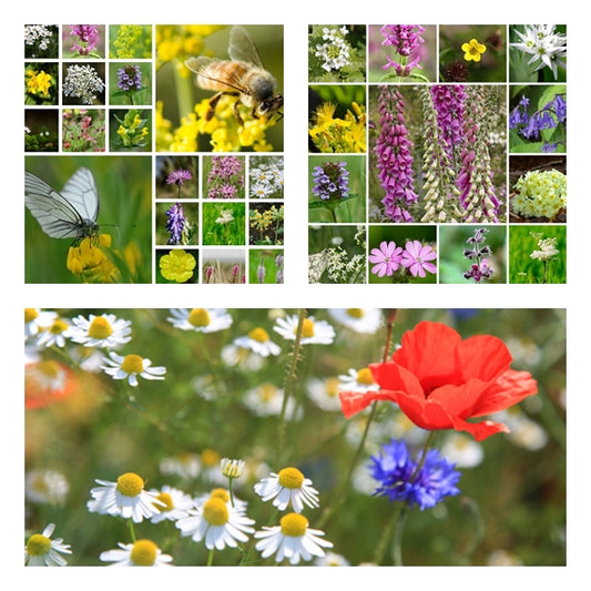 British Native Wildflower Seed Mixtures Collection - 3 Packets - RP Seeds