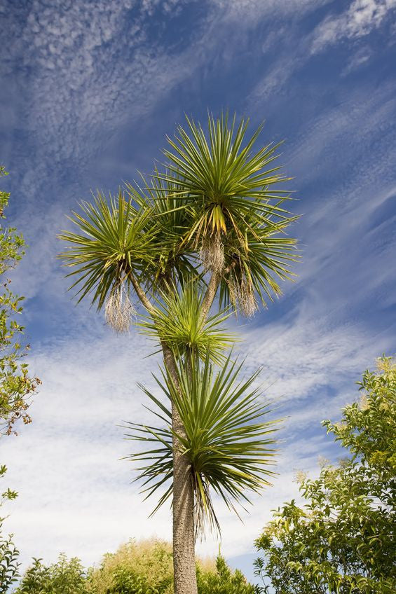 Cordyline australis (Cabbage Palm) seeds - RP Seeds