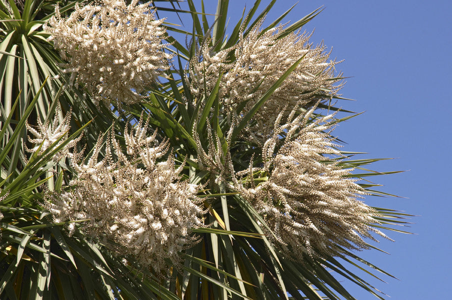 Cordyline australis (Cabbage Palm) seeds - RP Seeds