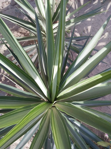 Cordyline australis (Cabbage Palm) seeds - RP Seeds