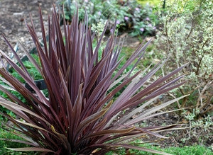 Cordyline australis purpurea (Cabbage Palm) seeds - RP Seeds