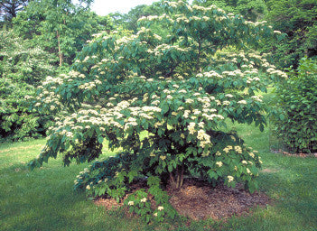 Cornus controversa (Wedding Cake Tree) seeds - RP Seeds
