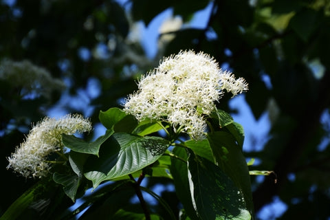 Cornus controversa (Wedding Cake Tree) seeds - RP Seeds