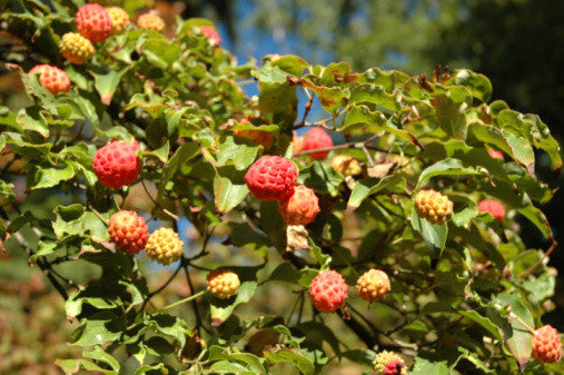 Cornus kousa chinensis Milky Way (Chinese Dogwood) seeds - RP Seeds