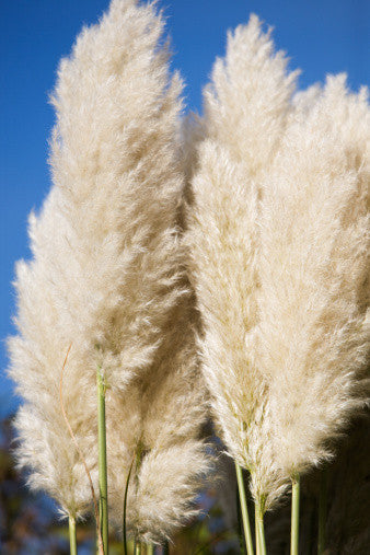 Cortaderia selloana (Pampas Grass) seeds - RP Seeds