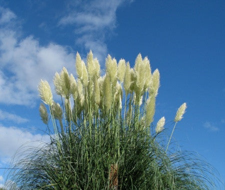 Cortaderia selloana (Pampas Grass) seeds - RP Seeds