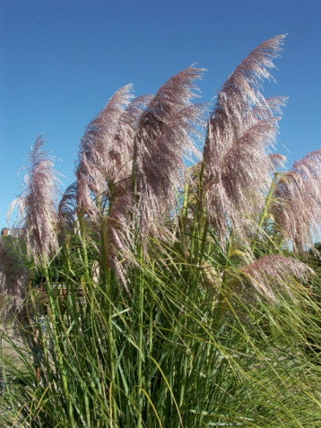 Cortaderia selloana Pink (Pampas Grass) seeds - RP Seeds