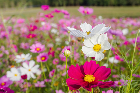 Cosmos bipinnatus Dwarf Wonder Mix seeds - RP Seeds