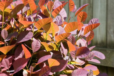 Cotinus coggygria (Smoke Bush) seeds - RP Seeds