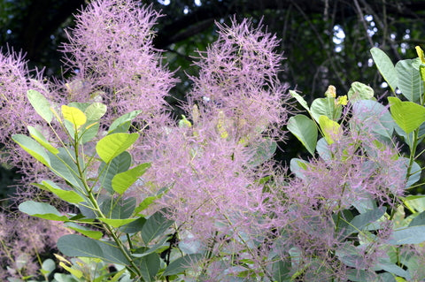 Cotinus coggygria (Smoke Bush) seeds - RP Seeds