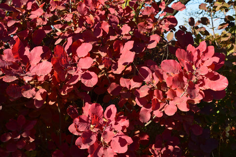 Cotinus coggygria (Smoke Bush) seeds - RP Seeds