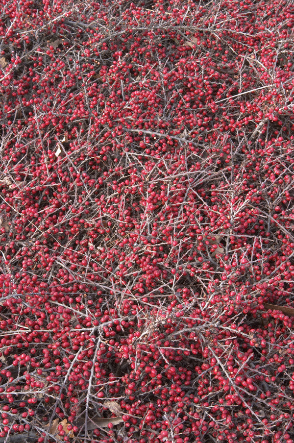 Cotoneaster horizontalis seeds - RP Seeds