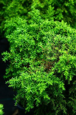 Cryptomeria japonica (Japanese Cedar) seeds - RP Seeds