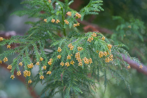 Cryptomeria japonica (Japanese Cedar) seeds - RP Seeds