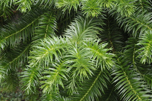 Cunninghamia lanceolata (Chinese Fir) seeds - RP Seeds