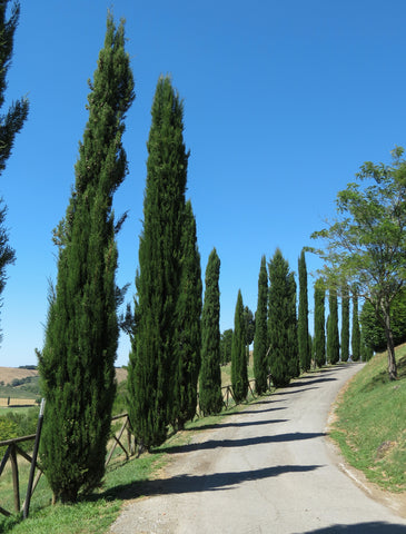 Cupressus sempervirens (Italian Cypress) seeds - RP Seeds