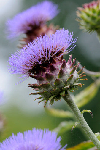 Cynara cardunculus (Cardoon) seeds - RP Seeds