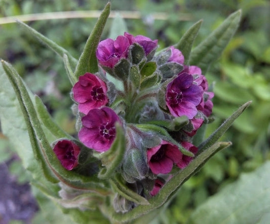 Cynoglossum officinale (Hounds Tongue) seeds