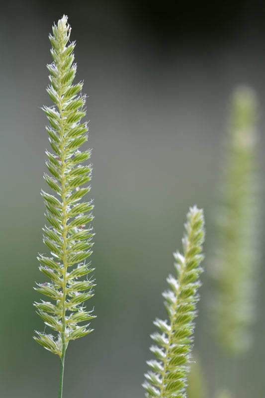 Cynosurus cristatus (Crested Dogstail) seeds