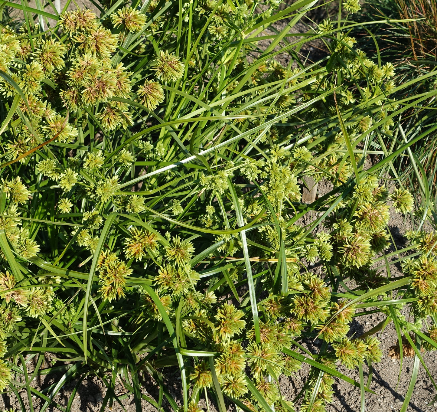 Cyperus glaber seeds - RP Seeds