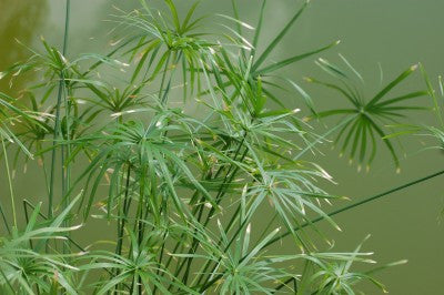 Cyperus papyrus (Egyptian Paper Reed) seeds - RP Seeds