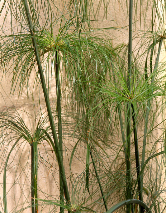 Cyperus papyrus (Egyptian Paper Reed) seeds - RP Seeds