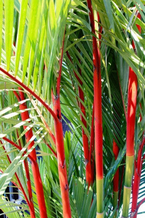 Cyrtostachys renda (Red Sealing Wax/Lipstick Palm) seeds - RP Seeds