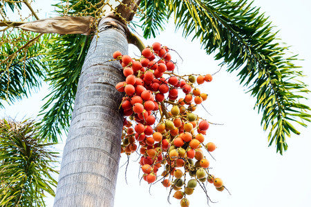 Cyrtostachys renda (Red Sealing Wax/Lipstick Palm) seeds - RP Seeds