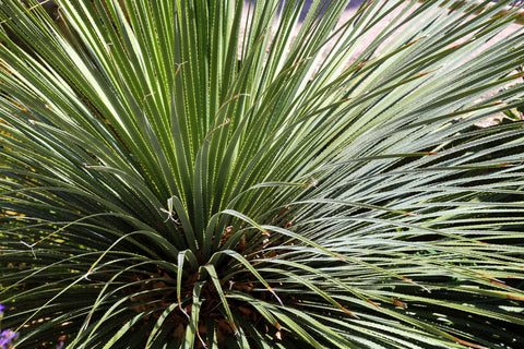 Dasylirion wheeleri (Desert Spoon) seeds