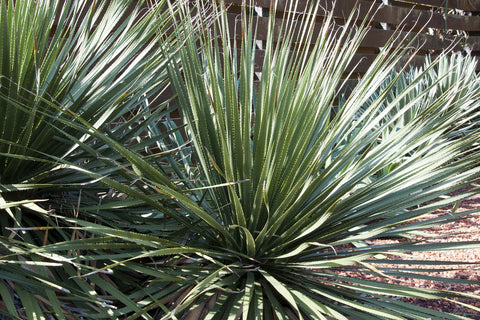 Dasylirion wheeleri (Desert Spoon) seeds