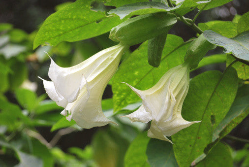 Datura suaveolens (Angel's Trumpet) seeds - RP Seeds