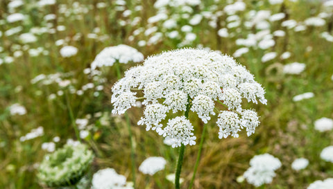 Daucus carota (Wild Carrot) seeds - RP Seeds