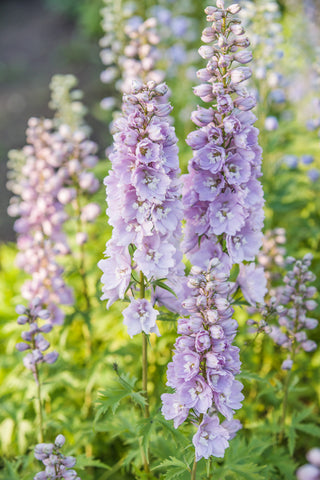 Delphinium Pacific Giants (Larkspur) seeds