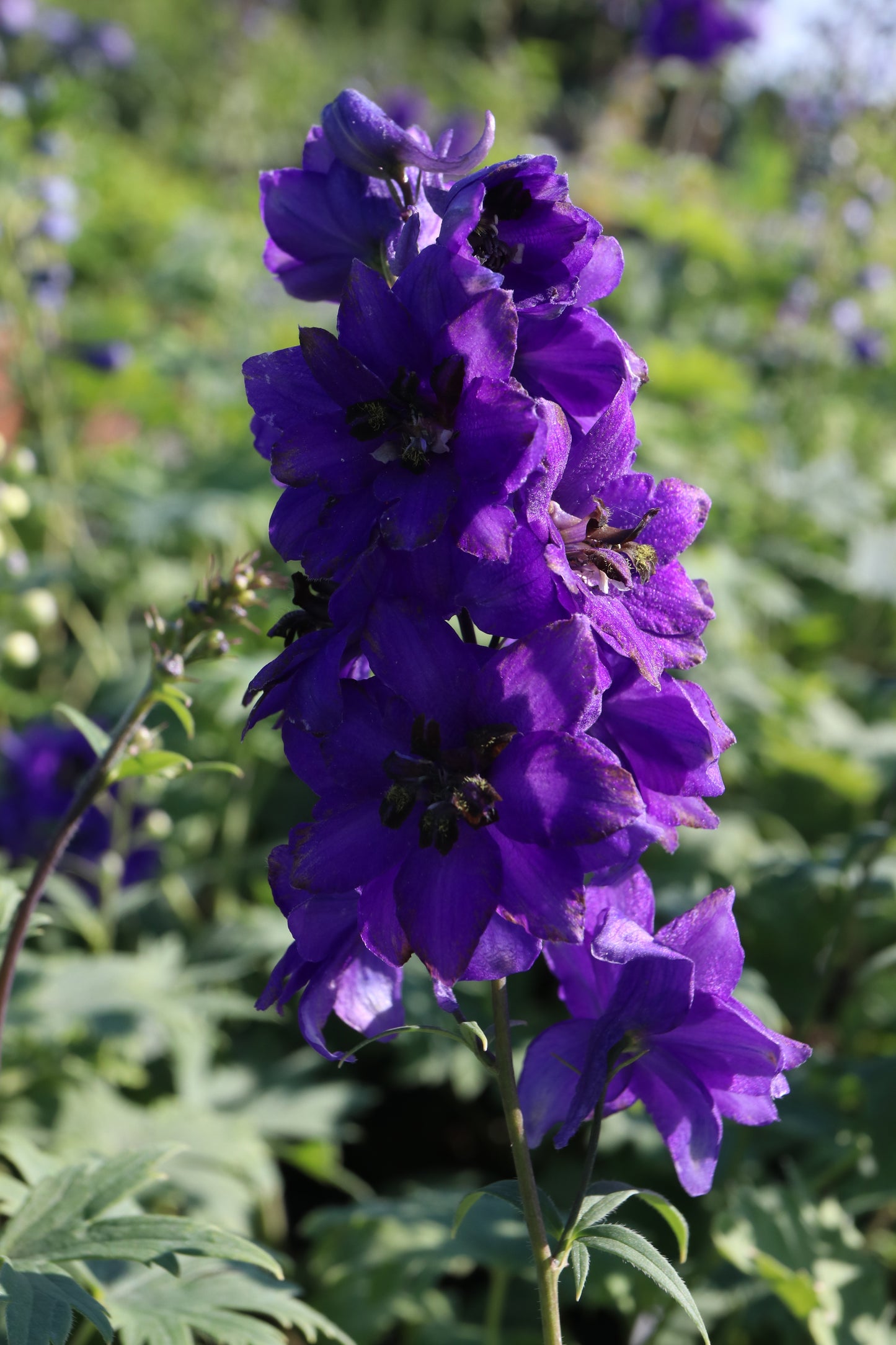 Delphinium Pacific Giants (Larkspur) seeds