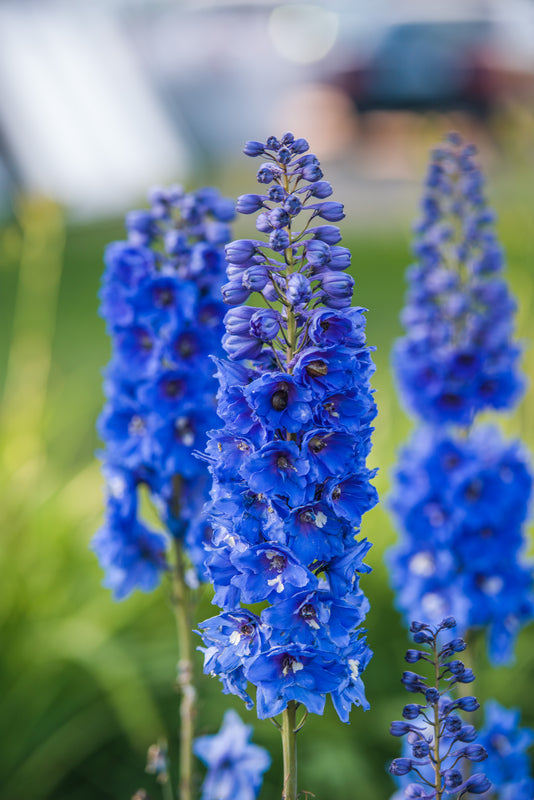 Delphinium Pacific Giants (Larkspur) seeds