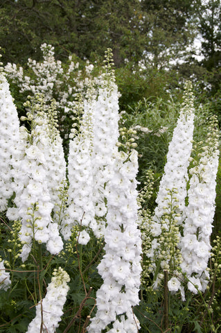 Delphinium Pacific Giants (Larkspur) seeds