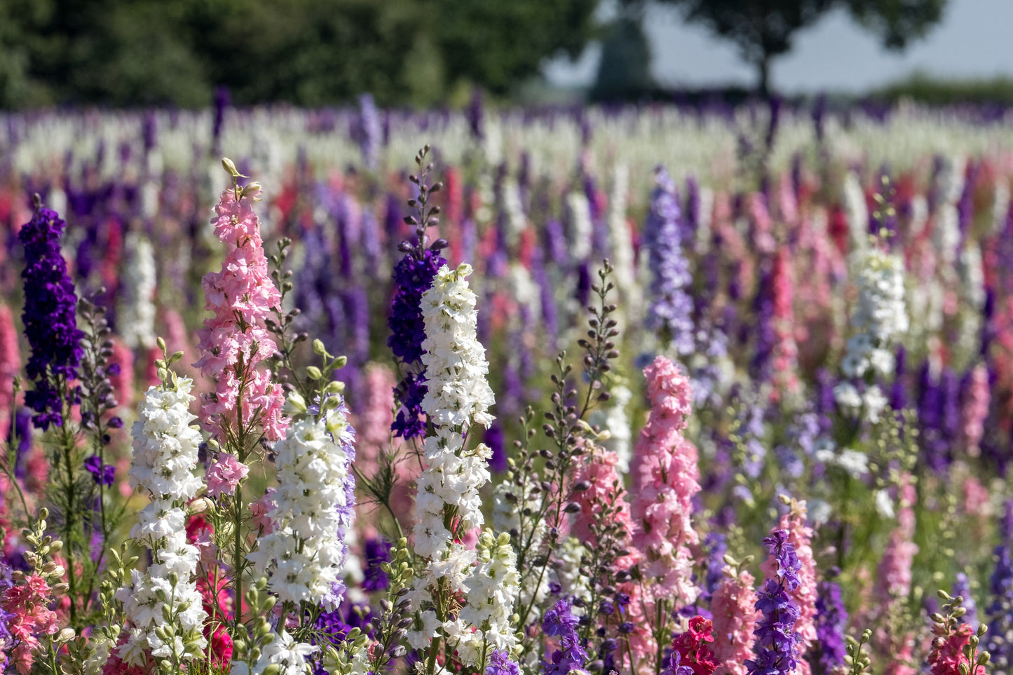 Delphinium Pacific Giants (Larkspur) seeds