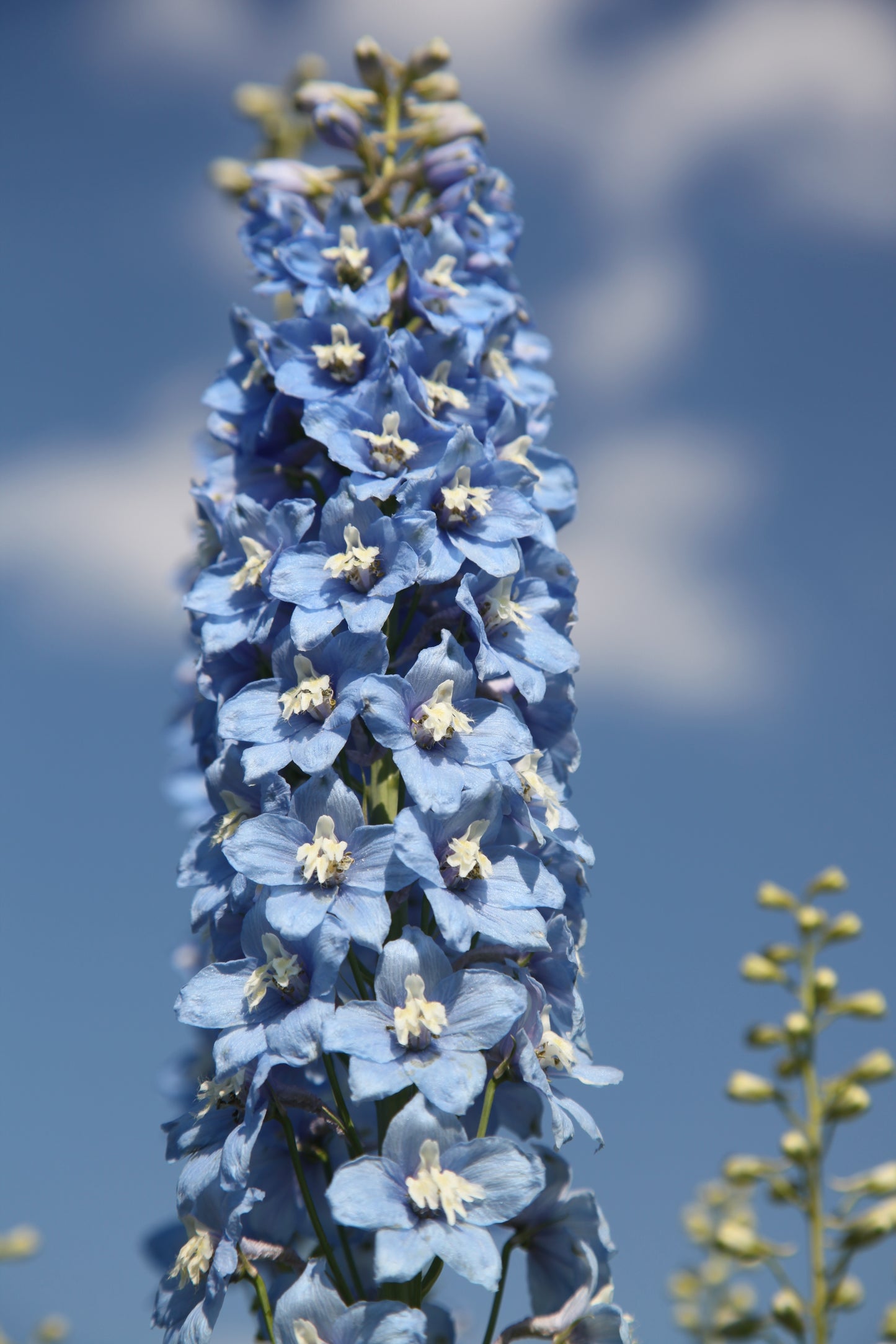 Delphinium Pacific Giants (Larkspur) seeds