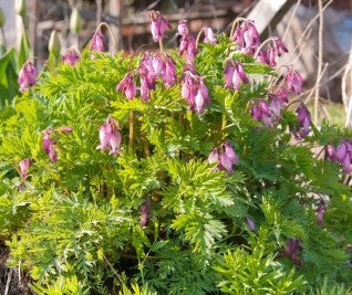 Dicentra eximia (Fringed Bleeding Heart) seeds - RP Seeds