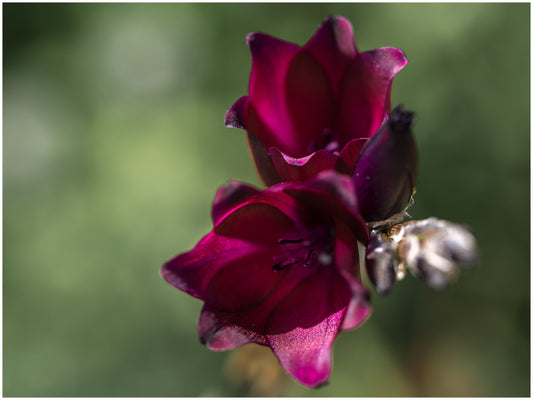 Dierama Blackbird (Angel's Fishing Rod) seeds - RP Seeds