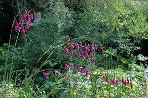 Dierama pulcherrimum (Angel's Fishing Rod) seeds - RP Seeds