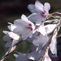 Dierama Snowbells (Angel's Fishing Rod) seeds - RP Seeds