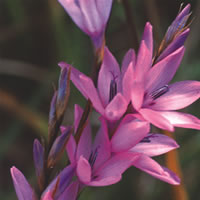 Dierama Spring Dancer (Angel's Fishing Rod) seeds - RP Seeds