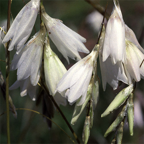 Dierama argyreum (Angel's Fishing Rod) seeds