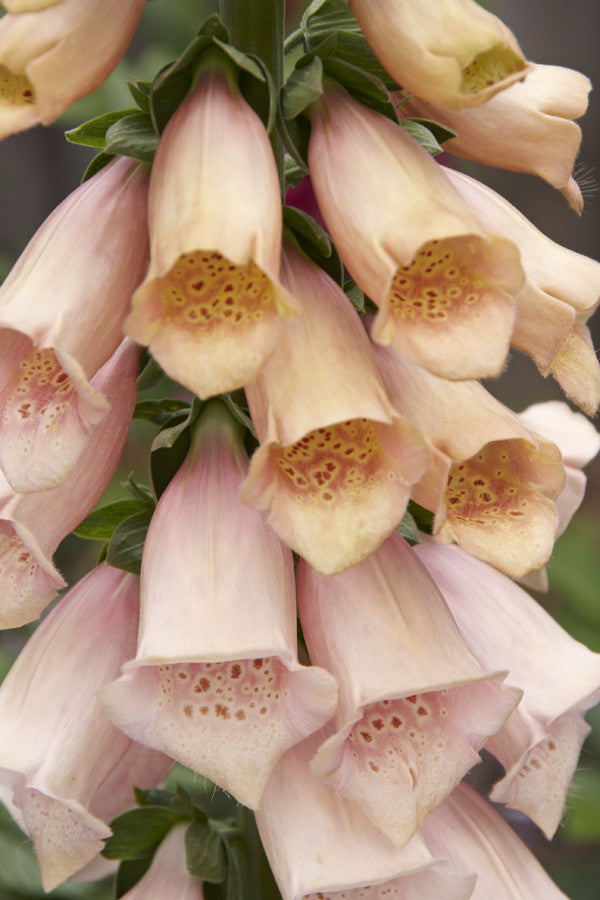 Digitalis Apricot Beauty (Foxglove) seeds - RP Seeds