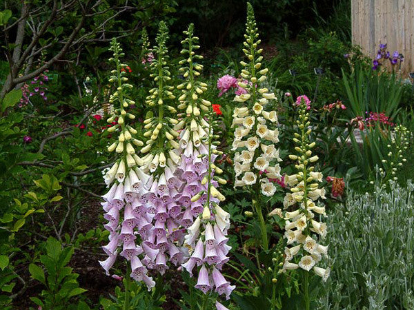 Digitalis Excelsior Hybrids (Foxglove) seeds - RP Seeds