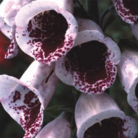 Digitalis Pam's Choice / Elsie Kelsie (Foxglove) seeds - RP Seeds