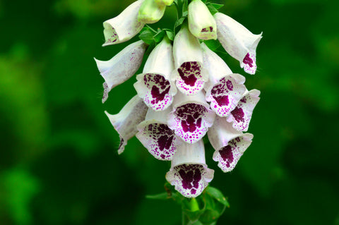 Digitalis Pam's Choice / Elsie Kelsie (Foxglove) seeds - RP Seeds