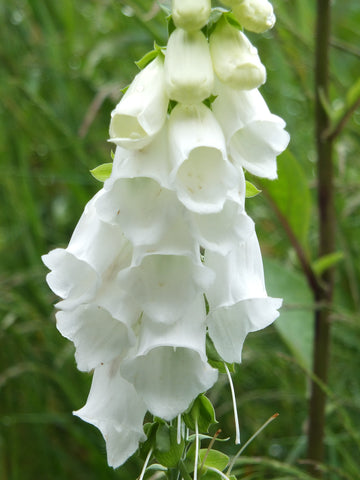 Digitalis purpurea alba (Foxglove) seeds - RP Seeds