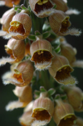 Digitalis ferruginea (Rusty Foxglove) seeds - RP Seeds